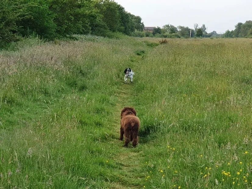 Two spaniels on a path through a field, going in opposite directions along the path and towards each other