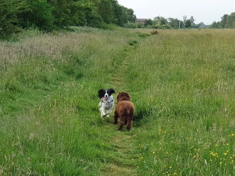 Two spaniels on a path through a field, going in opposite directions along the path and just about to pass each other