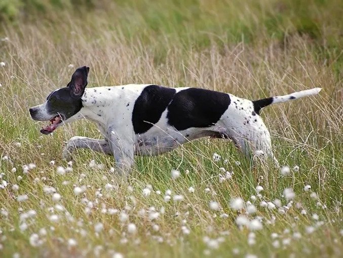 Black and white pointer in a field