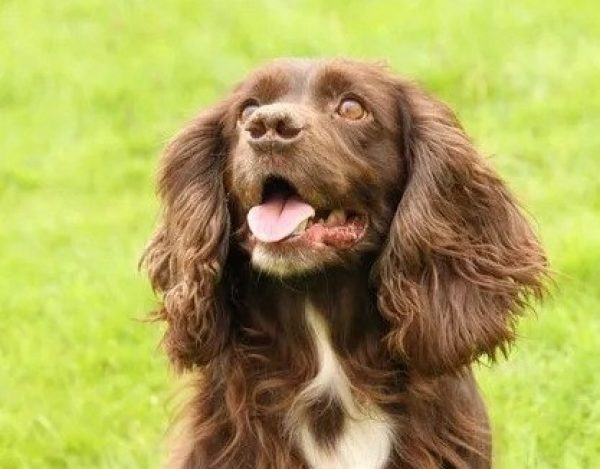 Brown and white spaniel